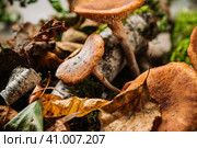 Опята (Armillaria mellea) в осеннем лесу. Лесные грибы и ягоды. малая глубина резкости. Стоковое фото, фотограф Андрей Пустякин / Фотобанк Лори