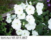 Garden bed with blooming white petunias outdoor (2023 год). Стоковое фото, фотограф Попова Ольга / Фотобанк Лори
