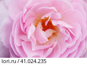 Petals of a pink rose with a yellow core, close-up. Pink flower background. Стоковое фото, фотограф Оксана Прахова / Фотобанк Лори