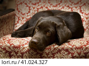 Portrait of a chocolate labrador retriever puppy lies on an armchair. Стоковое фото, фотограф Оксана Прахова / Фотобанк Лори