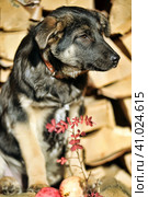 Puppy mestizo shepherd dog on wooden background. Стоковое фото, фотограф Анна Кривицкая / Фотобанк Лори