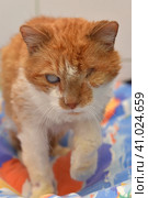 Ginger cat with an eyesore at an animal shelter. Стоковое фото, фотограф Анна Кривицкая / Фотобанк Лори
