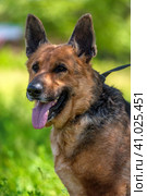 Old german shepherd among green grass. Стоковое фото, фотограф Анна Кривицкая / Фотобанк Лори