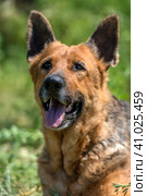 Old german shepherd among green grass. Стоковое фото, фотограф Анна Кривицкая / Фотобанк Лори