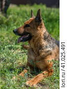 Old german shepherd among green grass. Стоковое фото, фотограф Анна Кривицкая / Фотобанк Лори