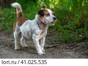 Jack Russell Terrier in the grass discovers the world. Стоковое фото, фотограф Анна Кривицкая / Фотобанк Лори