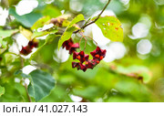 Euonymus maximowicziana Prokh. growing in Russian Far East. Стоковое фото, фотограф Татьяна Терехина / Фотобанк Лори