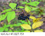 Berries of Eleutherococcus senticosus growing in Far East of Russia. Стоковое фото, фотограф Татьяна Терехина / Фотобанк Лори