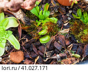 Venus flytrap (Dionaea muscipula) close up. Стоковое фото, фотограф Татьяна Терехина / Фотобанк Лори