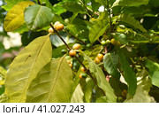 Coffea arabica tree fruit known as the Arabian coffee. Стоковое фото, фотограф Татьяна Терехина / Фотобанк Лори