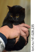 Little black plush kitten in hands. Стоковое фото, фотограф Анна Кривицкая / Фотобанк Лори