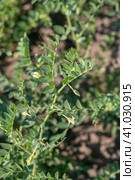 Chickpeas in garden with leaves. Chickpeas plant growing. Стоковое фото, фотограф Ольга Сейфутдинова / Фотобанк Лори