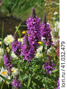 Дербенник иволистный, или плакун-трава (лат. Lythrum salicaria) Стоковое фото, фотограф lana1501 / Фотобанк Лори