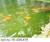 Koi or brocade carp nishikigoi are ornamental domesticated fish bred from the Amur subspecies of carp Cyprinus carpio. Eurasian carp or European carp, common carp, freshwater fish of eutrophic waters. Стоковое фото, фотограф Юлия Петровская / Фотобанк Лори