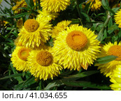 Гелихризум (лат. Helichrysum) Стоковое фото, фотограф lana1501 / Фотобанк Лори