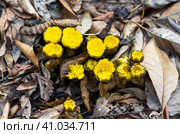 Adonis amurensis commonly known as Amur adonis and pheasant's eye. Стоковое фото, фотограф Татьяна Терехина / Фотобанк Лори