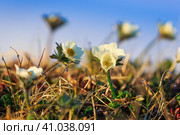 Ветреница сибирская (Anemone sibirica). Цветы в тундре. Цветущие полевые цветы. Красивые крошечные белые цветы крупным планом. Растения, произрастающие в Арктике. Природа Чукотки и полярной Сибири. Дальний Восток России. Стоковое фото, фотограф Андрей Степанов / Фотобанк Лори