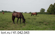 Several beautiful horses graze in a green meadow on a sunny day. Стоковое видео, видеограф Алексей Гекало / Фотобанк Лори