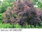 Скумпия кожевенная, сорт "Рубрифолиус" (Cotinus coggygria Scop., Rubrifolius). Общий вид. Стоковое фото, фотограф Ирина Борсученко / Фотобанк Лори