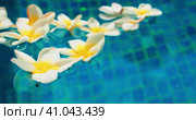 Blue water in the swimming pool pond with flowers falled on the surface and floating. Blurred. Plume. Стоковое видео, видеограф Igor Tichonow / Фотобанк Лори