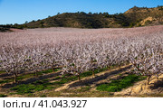 Blooming apricot trees in the fields over blue sky in spring. Стоковое фото, фотограф Яков Филимонов / Фотобанк Лори