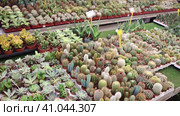 Large quantity of little brown garden pots with succulent in open-air plants market. Стоковое видео, видеограф Яков Филимонов / Фотобанк Лори
