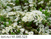 Spirea bush blooming in the garden. Стоковое фото, фотограф Оксана Чаюн / Фотобанк Лори