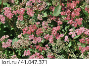 Очиток обыкновенный (лат. Hylotelephium telephium) Стоковое фото, фотограф lana1501 / Фотобанк Лори