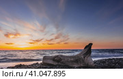 An old weathered, picturesque log lies on the pebble of the beach. Evening. The sun disappeared over the horizon. The blue sky and clouds are highlighted in orange and pink. The waves are foaming. Стоковое фото, фотограф Вера Ивановна Кубарева / Фотобанк Лори