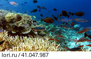 School of coral fish, Clown and Black triggerfish near hard corals on friwen wall, best diving spot. Стоковое видео, видеограф Igor Tichonow / Фотобанк Лори