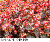 Begonia x semperflorens-cultorum. Wax begonias are a very popular member of the Begoniaceae begonia family, often used as an annual red bedding plant. Landscaping, flowerbed, lawn. Стоковое фото, фотограф Юлия Петровская / Фотобанк Лори