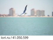 Крым, Евпатория, море, чайка, лето (2022 год). Стоковое фото, фотограф Андрей Макаренко / Фотобанк Лори