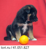 Brown mutt puppy with orange on a red. Стоковое фото, фотограф Анна Кривицкая / Фотобанк Лори