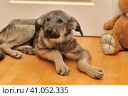 Crossbreed puppy Shepherd looks guiltily. Стоковое фото, фотограф Анна Кривицкая / Фотобанк Лори