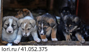 Puppies. Стоковое фото, фотограф Анна Кривицкая / Фотобанк Лори