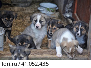 Puppies. Стоковое фото, фотограф Анна Кривицкая / Фотобанк Лори