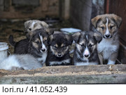 Puppies. Стоковое фото, фотограф Анна Кривицкая / Фотобанк Лори