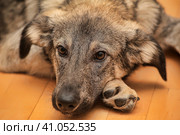 Crossbreed puppy Shepherd looks guiltily. Стоковое фото, фотограф Анна Кривицкая / Фотобанк Лори