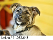 Mestizo puppy in a collar. Стоковое фото, фотограф Анна Кривицкая / Фотобанк Лори