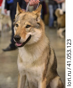 Czechoslovak wolf dog. Стоковое фото, фотограф Анна Кривицкая / Фотобанк Лори