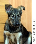 Cur puppy sitting at home on a wooden floor. Стоковое фото, фотограф Анна Кривицкая / Фотобанк Лори