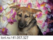 Puppy mongrel mestizo shepherd on the background of a wall of flowers. Стоковое фото, фотограф Анна Кривицкая / Фотобанк Лори