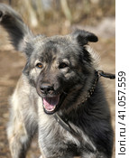 Gray dog crossbreed Caucasian shepherd on a leash. Стоковое фото, фотограф Анна Кривицкая / Фотобанк Лори