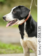 Black and white spotted dog mestizo. Стоковое фото, фотограф Анна Кривицкая / Фотобанк Лори