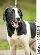 Black and white spotted dog mestizo. Стоковое фото, фотограф Анна Кривицкая / Фотобанк Лори