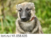 Gray dog, ears up on a leash on the grass, scared, half-breed hound, cur, animals from the shelter. Стоковое фото, фотограф Анна Кривицкая / Фотобанк Лори