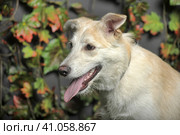 Happy beige with a white dog cur on the background of grass and leaves. Стоковое фото, фотограф Анна Кривицкая / Фотобанк Лори
