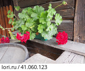 Red zonal geraniums in design. Pelargonium peltatum is species of pelargonium known by common names Pelargonium grandiflorum. Cranesbill or crane's-bill. Green leaves. Floriculture and horticulture. Стоковое фото, фотограф Юлия Петровская / Фотобанк Лори