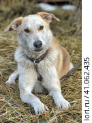 Light beige half-breed dog in the background of hay. Стоковое фото, фотограф Анна Кривицкая / Фотобанк Лори