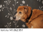 Red old dog, metis alabai. Стоковое фото, фотограф Анна Кривицкая / Фотобанк Лори